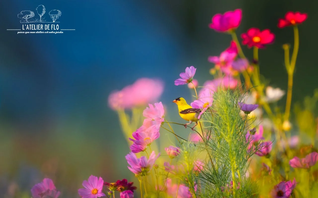 Le rôle des plantes dans l&rsquo;aménagement paysager : Comment choisir des plantes en fonction de leur forme, couleur et texture pour un aménagement harmonieux